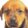 Beagle Screensaver лого