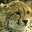 Cheetah лого