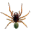 SSH2 Spider лого