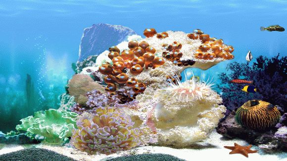 Amazing 3D Aquarium кряк лекарство crack