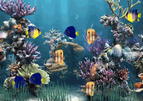 Aquarium Animated Wallpaper кряк лекарство crack