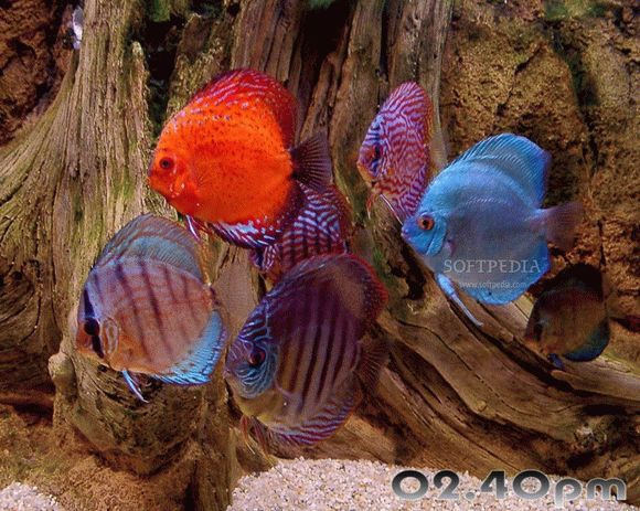 Aquarium Fishes Free Screensaver кряк лекарство crack