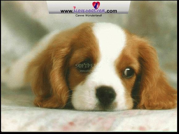 Cute Dog Screensaver кряк лекарство crack