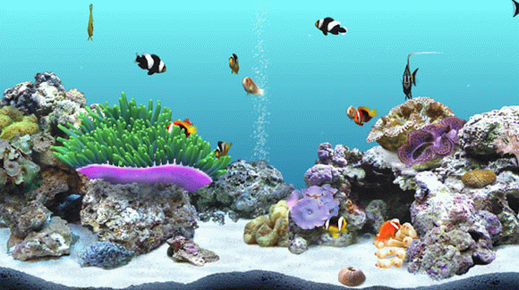 DigiFish Clownfish кряк лекарство crack