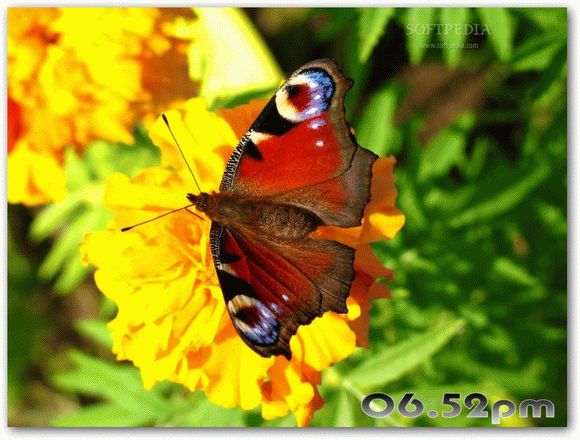 Graceful Butterflies Free Screensaver кряк лекарство crack