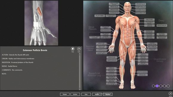 Muscle and Bone Anatomy 3D for Windows 10 кряк лекарство crack