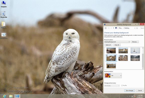 Snowy Owls Theme кряк лекарство crack